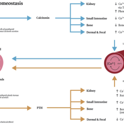 Calcium endocrine blood control hormonal systems phosphate homeostasis gif levels urine reabsorption