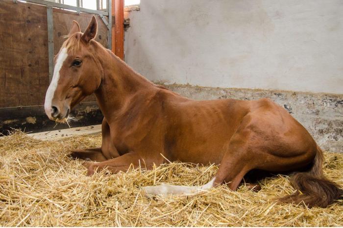 Pictures of ventral edema in horses