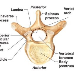 Vertebrae cervical thoracic vertebra typical osteology lumbar anatomia physiology