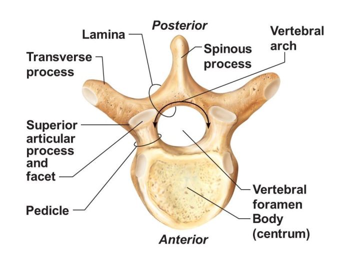 Vertebrae cervical thoracic vertebra typical osteology lumbar anatomia physiology