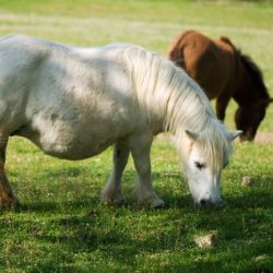 Pictures of ventral edema in horses