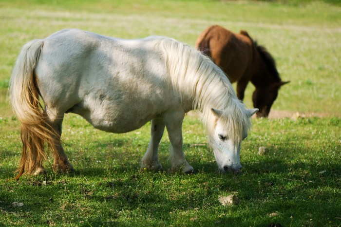 Pictures of ventral edema in horses