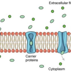 Ion protons proton membrane ions ch25 inside cations macmillanhighered anions