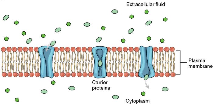 Ion protons proton membrane ions ch25 inside cations macmillanhighered anions