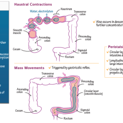 Intestine large small