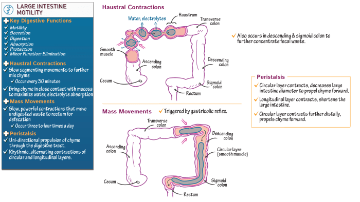 Intestine large small