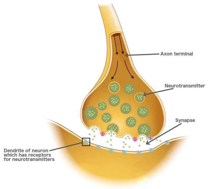 Synapse neurotransmitters neet nerve synapses