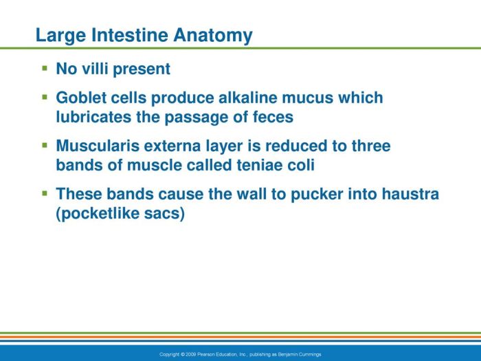 Pocketlike sacs of the large intestine