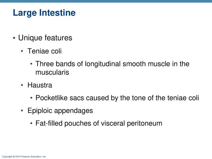 Pocketlike sacs of the large intestine