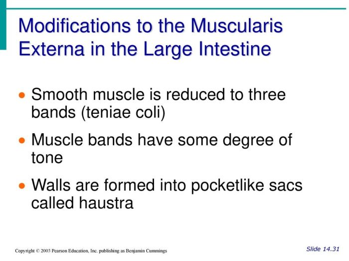 Coli bands three smooth digestive metabolism intestine haustra reduced formed degree tone