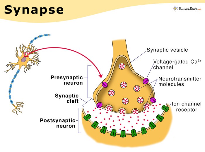 Answer anatomy synapse key