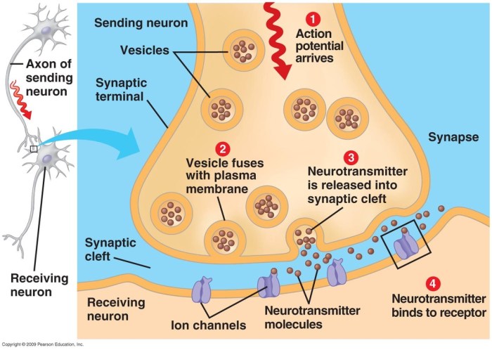 The anatomy of a synapse coloring answer key