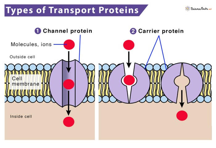 Protein carrier mediated transport of molecules display