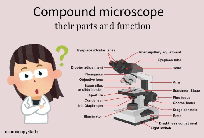 What is the difference between the ocular and objective lenses