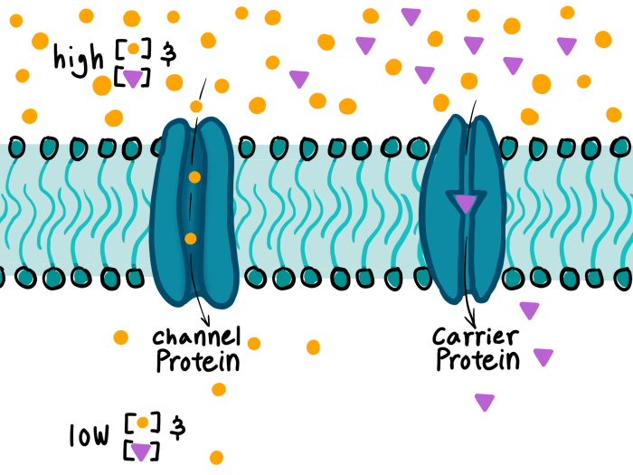 Protein carrier mediated transport of molecules display