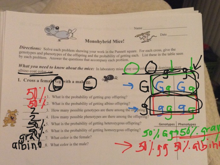 Monohybrid mice practice problems for monohybrid crosses answer key