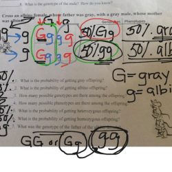 Monohybrid mice practice problems for monohybrid crosses answer key