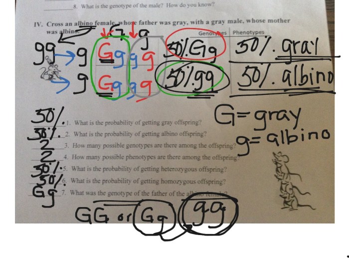 Monohybrid mice practice problems for monohybrid crosses answer key