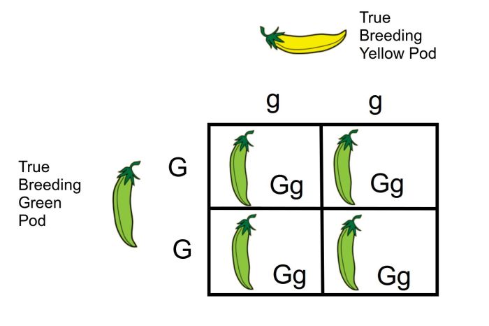 Monohybrid cross problems practice subject biology