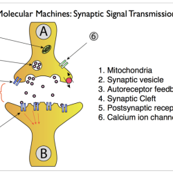 The anatomy of a synapse coloring answer key