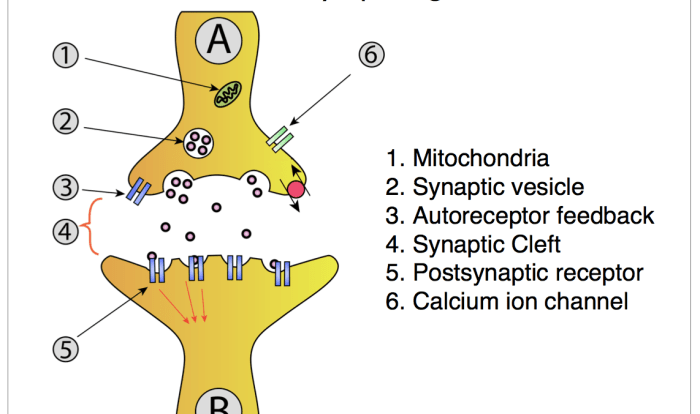 The anatomy of a synapse coloring answer key