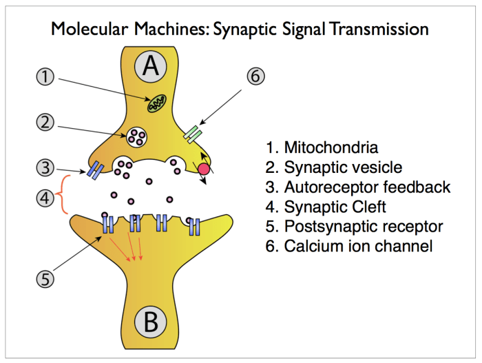 The anatomy of a synapse coloring answer key