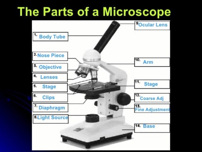 What is the difference between the ocular and objective lenses