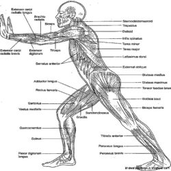 Anatomy and physiology coloring workbook answers pdf